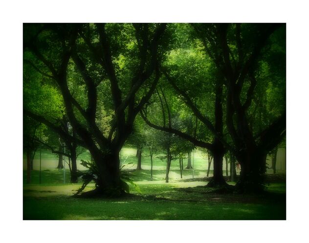 Trees in the park - бесплатный image #492397