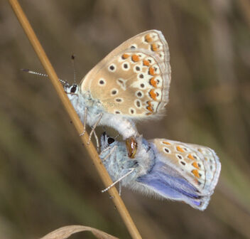 Common blue mating - Free image #492487