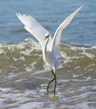 Snowy Egret - бесплатный image #492867