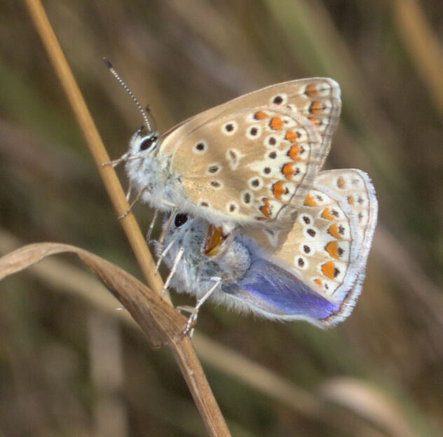 Common blues in love - Free image #492907