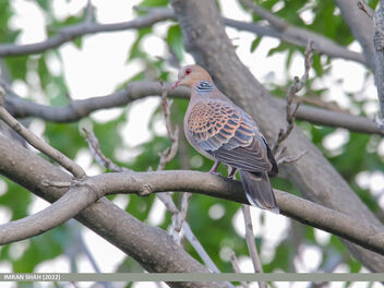 Oriental Turtle Dove (Streptopelia orientalis) - image gratuit #492967 