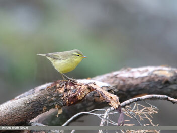 Tickell's Leaf Warbler (Phylloscopus affinis) - Kostenloses image #493447
