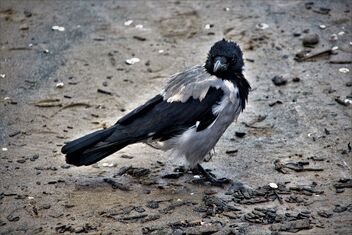 Lame crow on the beach - Free image #493647
