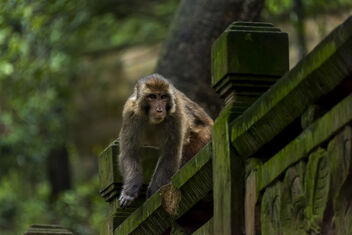 Macaque Monkey - Free image #493747