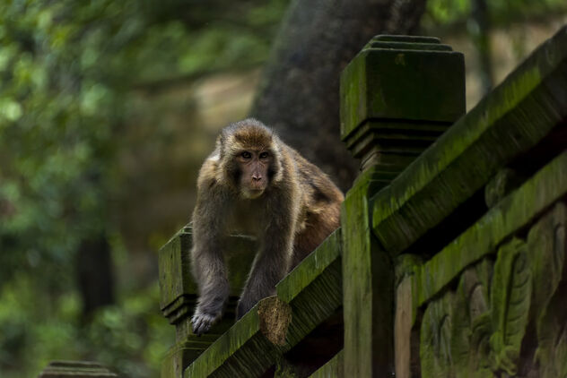 Macaque Monkey - image #493747 gratis