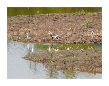 Migrating birds at Sungei Buloh Wetland - image gratuit #493807 