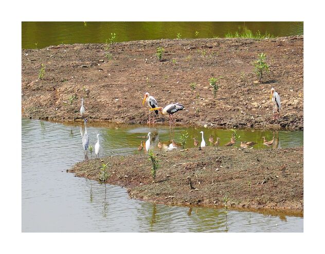 Migrating birds at Sungei Buloh Wetland - Kostenloses image #493807