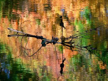 October Reflection - image #493967 gratis