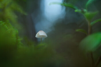 [Small Fungi 40] - бесплатный image #494077