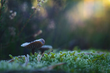 [Frosty Fungi 3] - Free image #494197