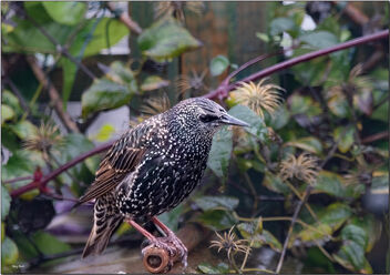 A wet and bedraggled Starling - Free image #494227