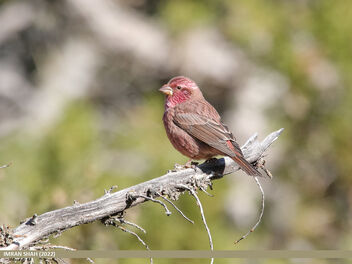 Red-Mantled Rosefinch (Carpodacus rhodochlamys) - image gratuit #494337 