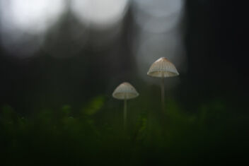 [Small Fungi 45.2] - image gratuit #494357 