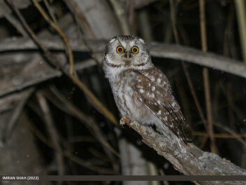 Boreal Owl (Aegolius funereus) - Free image #494377