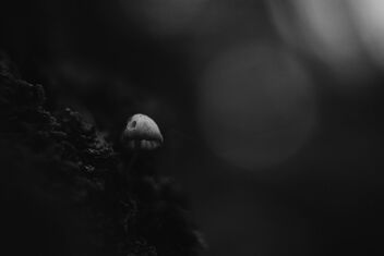 [Small Fungi 47] - image gratuit #494467 