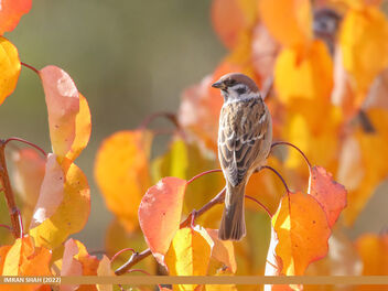 Eurasian Tree Sparrow (Passer montanus) - бесплатный image #494627