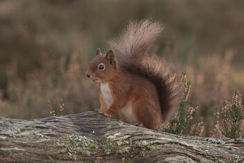 Red Squirrel - Kostenloses image #494657