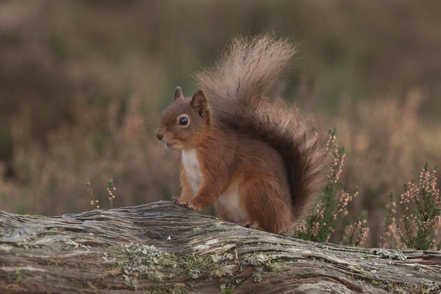 Red Squirrel - Free image #494657