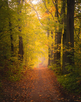 Golden autumn - Kostenloses image #494907
