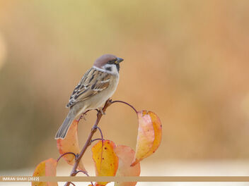 Eurasian Tree Sparrow (Passer montanus) - бесплатный image #495117