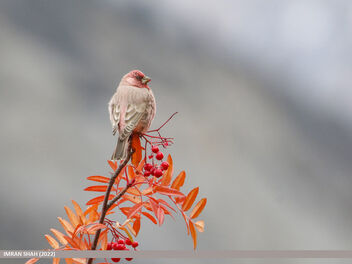 Great Rosefinch (Carpodacus rubicilla) - Free image #495177