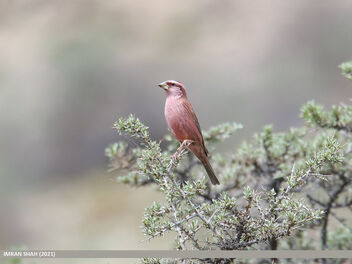 Red-Mantled Rosefinch (Carpodacus rhodochlamys) - Free image #495207