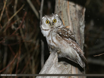 Boreal Owl (Aegolius funereus) - Free image #495307