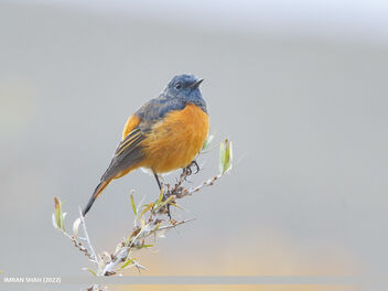 Blue-fronted Redstart (Phoenicurus frontalis) - Free image #495317
