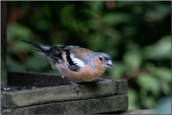 Male Chaffinch - Kostenloses image #495547