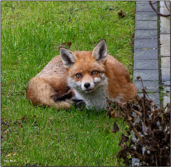 Inquisitive Mr Fox - image gratuit #495597 