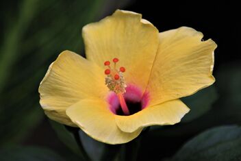 Brautiful colored flower. - image #495987 gratis