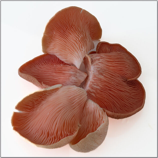 Exotic Mushroom, Day 3 - бесплатный image #496517