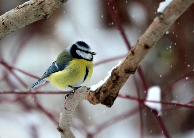 Blue tit on the branch,, in the forest. - image gratuit #496777 