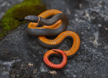 Prairie Ringneck Snake (Diadophis punctatus arnyi) - image #496977 gratis