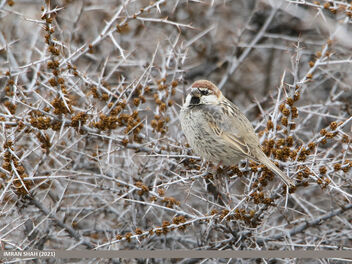 Spanish Sparrow (Passer hispaniolensis) - Kostenloses image #497077