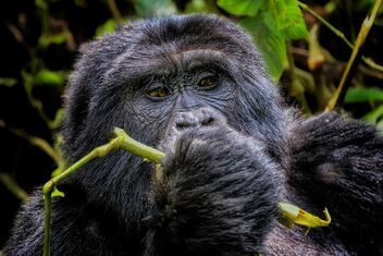 Mountain Gorilla, Uganda - Kostenloses image #497117