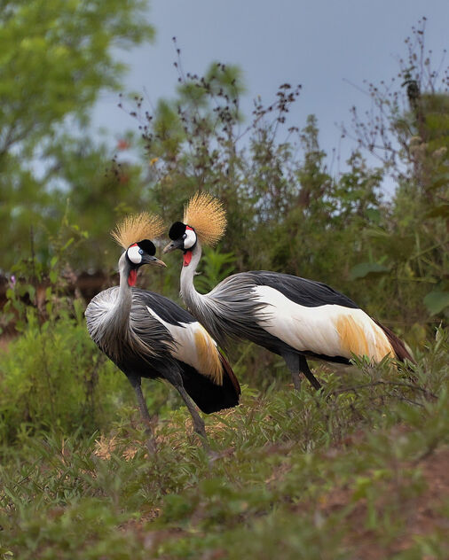 Crested Grey Cranes - бесплатный image #497147