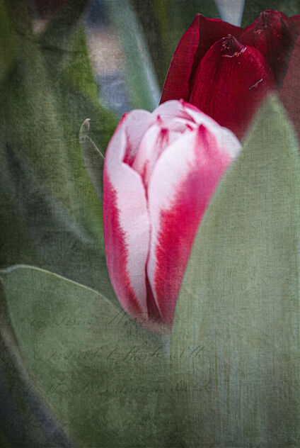 Red and White Tulip - бесплатный image #497247