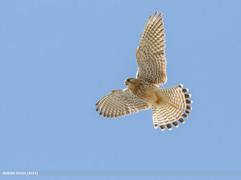 Common Kestrel (Falco tinnunculus) - image #497417 gratis