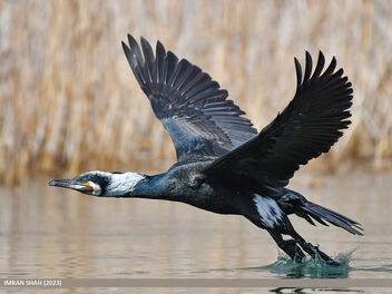 Great Cormorant (Phalacrocorax carbo) - бесплатный image #497457