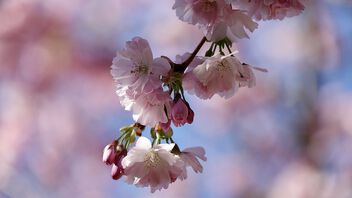 Cherry blossom time! - Free image #497507