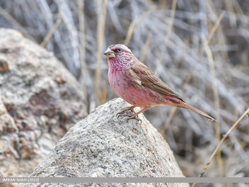 Red-Mantled Rosefinch (Carpodacus rhodochlamys) - image gratuit #497587 