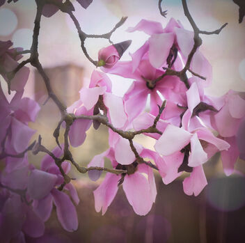 Magnolias at Hidcote - Free image #497627
