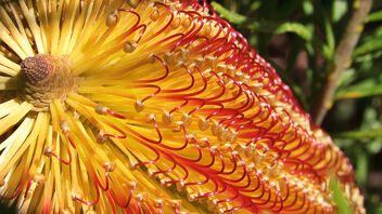 Banksia Spinulosa - image #497757 gratis