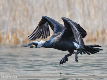 Great Cormorant (Phalacrocorax carbo) - бесплатный image #497807