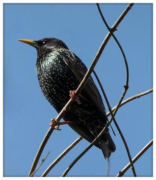 A starling - Free image #497917