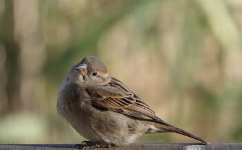 Sparrow! - Free image #498027