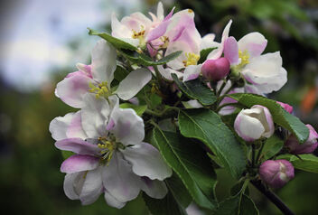 Cherry Blossom - Kostenloses image #498257