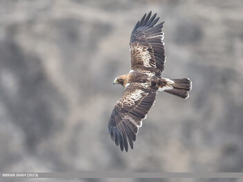 Booted Eagle (Hieraaetus pennatus) - image #498347 gratis