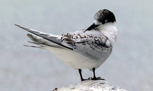 White fronted tern. - image gratuit #498747 